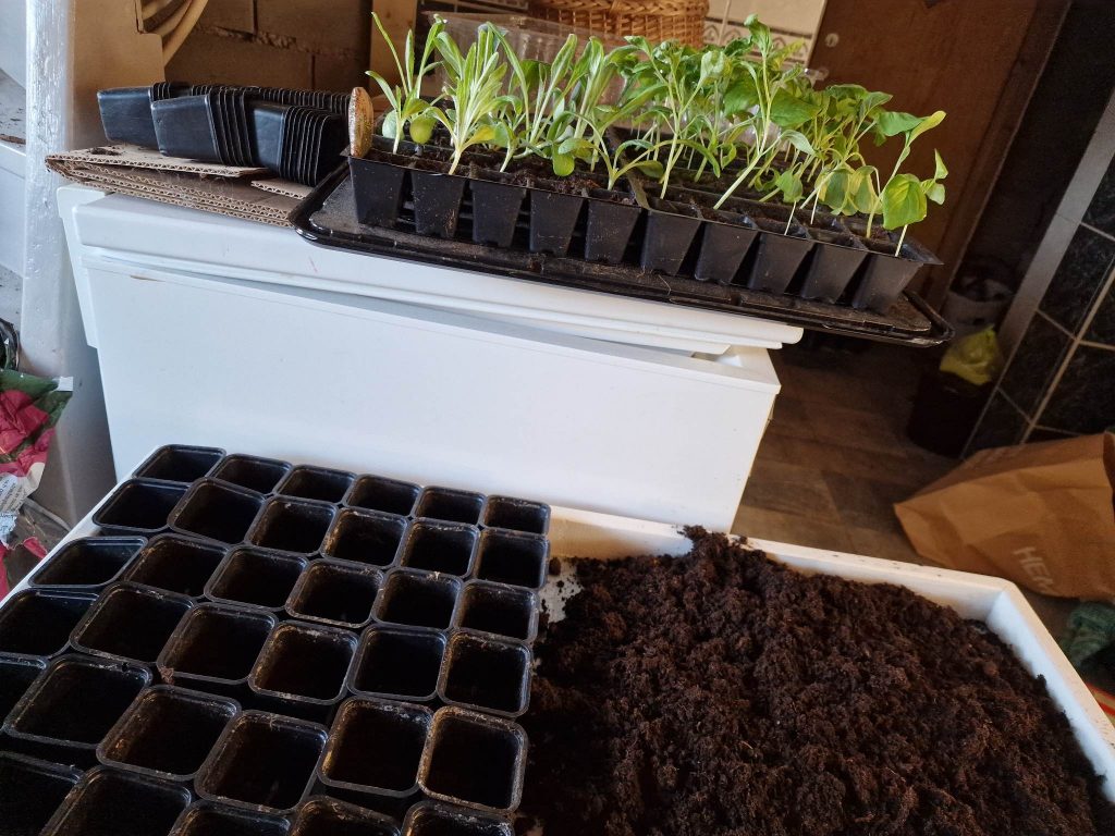 Bilden förställer omskolning av paprika och chilli.