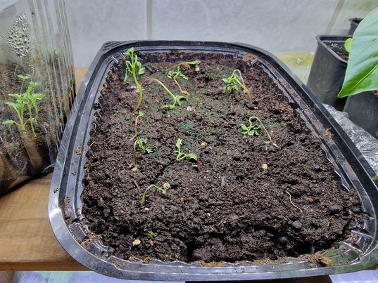 Bild på de chiliplantorna jag lyckades dränka ihjäl