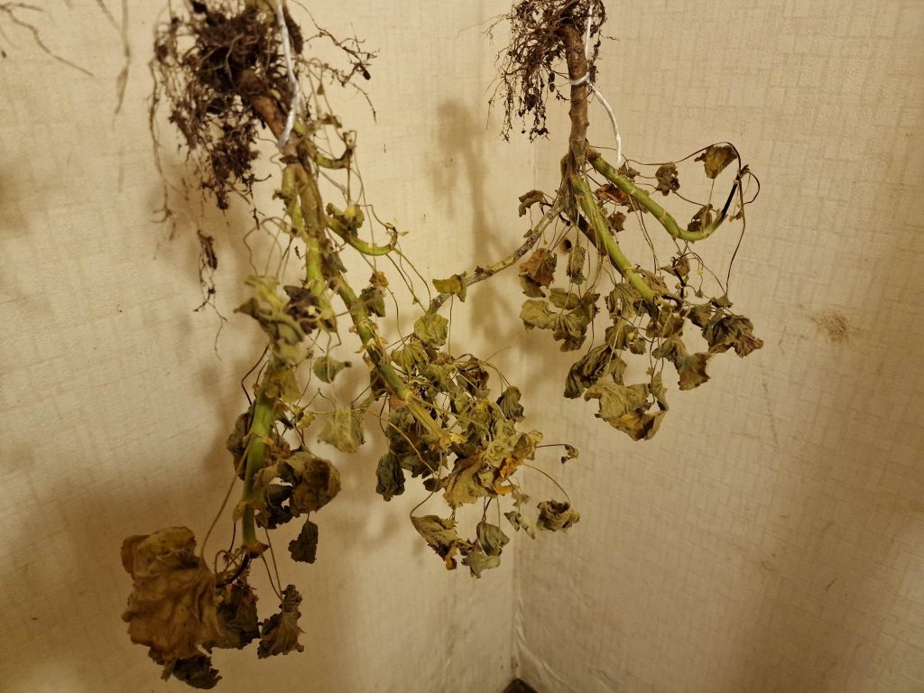 Pelargoner som hänger upp och ner