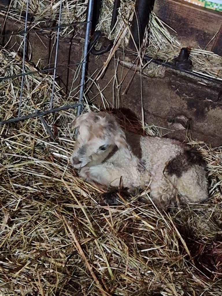 Ett av de små lammen