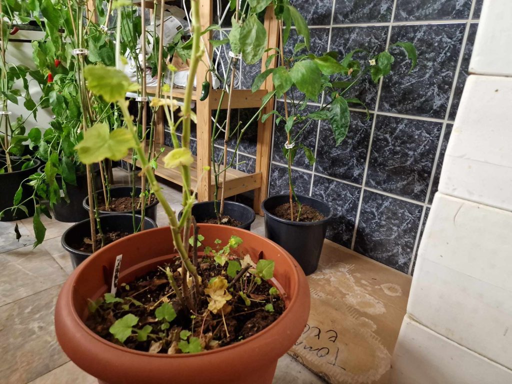 En bild på pelargonen som överlevde regnet 