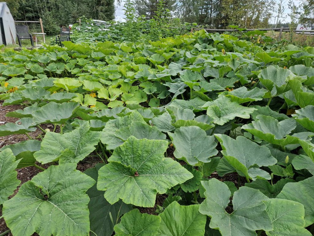 Ett hav med pumpor