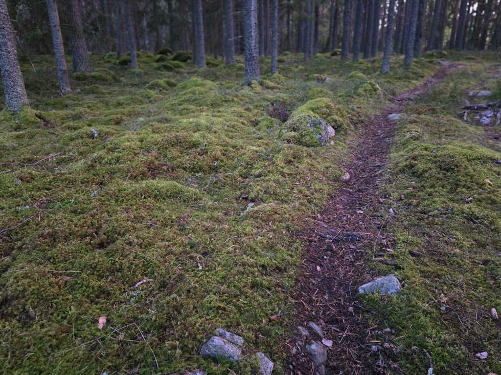 En bild på en stig genom skogen