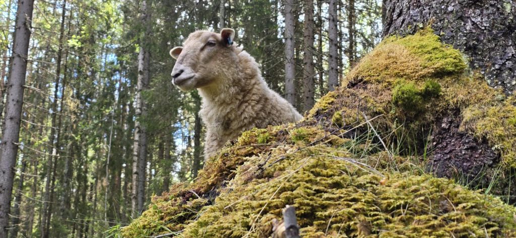 Ett får som kikar fram bakom en sten