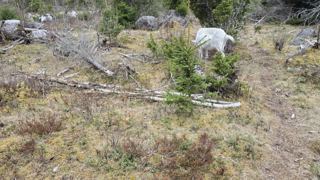 Getterna ute i hagen
