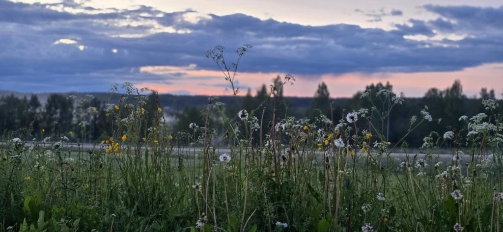 En utsiktsbild på kvällshimmel och sommar blomster