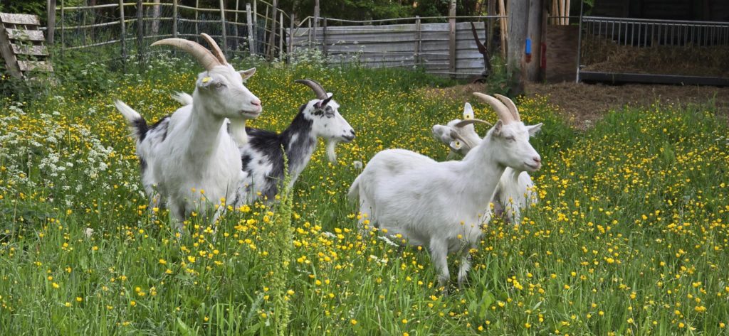 Getterna ute i sin hage omringade av gula sommar blommor.