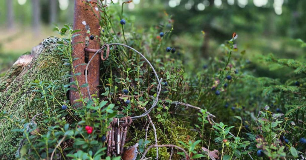 En nyckel hänger i blåbärsris