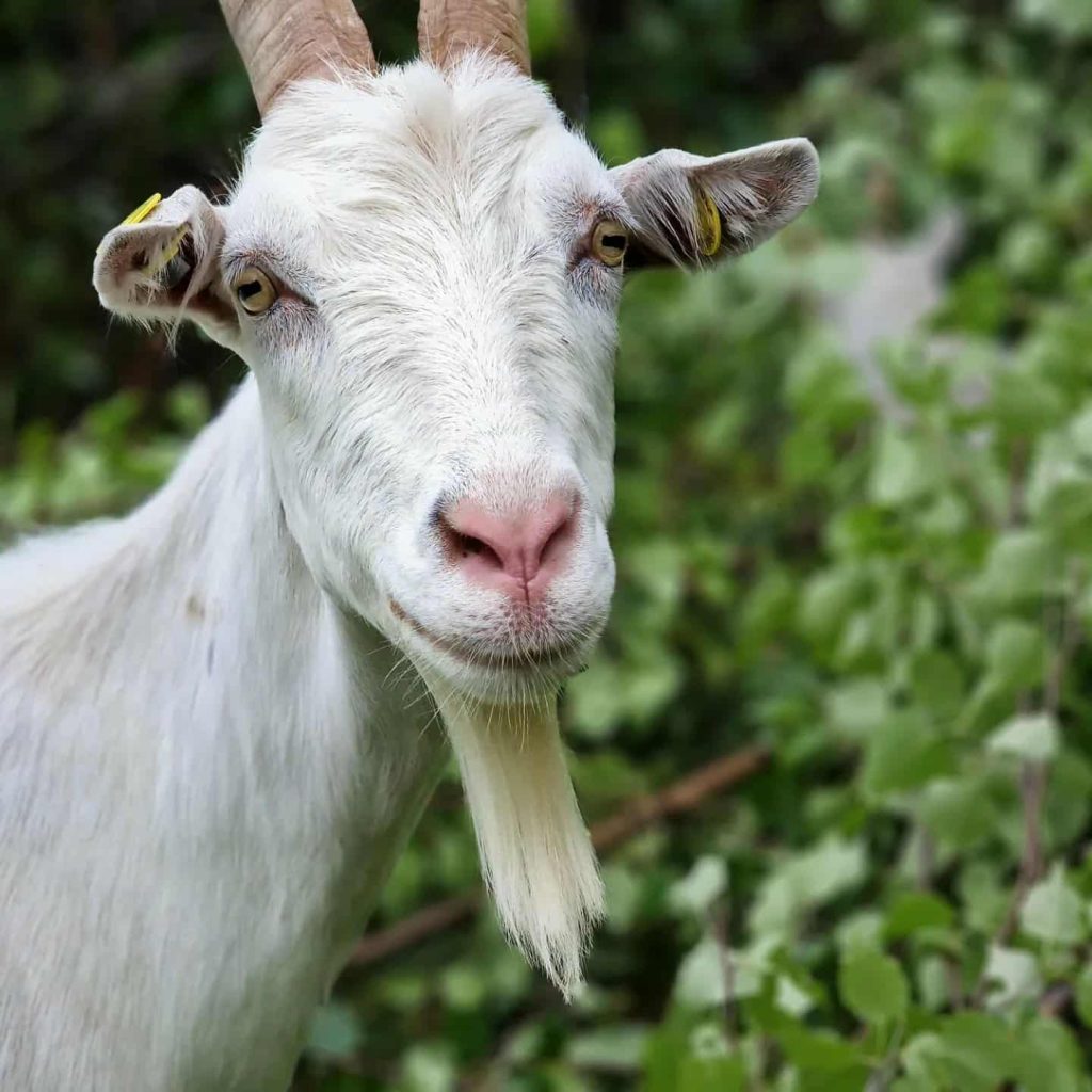 Pelle Bock poserande för kameran